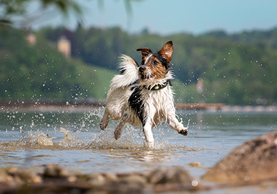 Saltwater poisoning in dogs: Symptoms to look out for