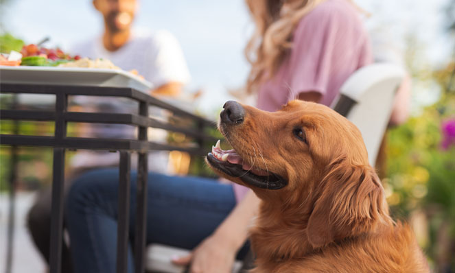 Is Corn on The Cob Safe for Dogs? 