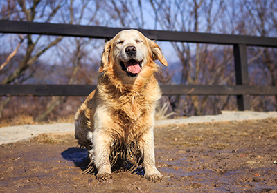 Alabama Rot Awareness