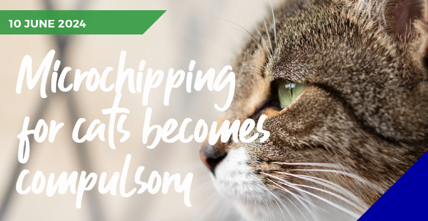 Cat microchipping legislation is now confirmed 