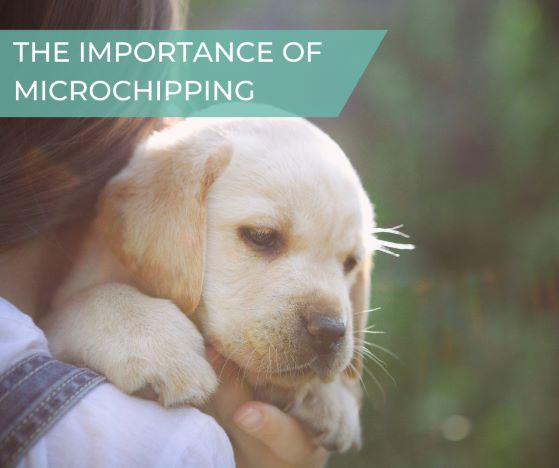 The importance of microchipping your pet