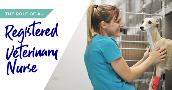 The role of a Registered Veterinary Nurse in Teddington