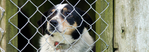 border-collie-in-kennel.png