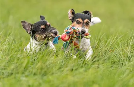 Dog Dental care 