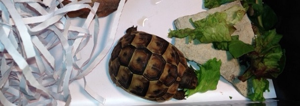 agatha-tortoise-eating