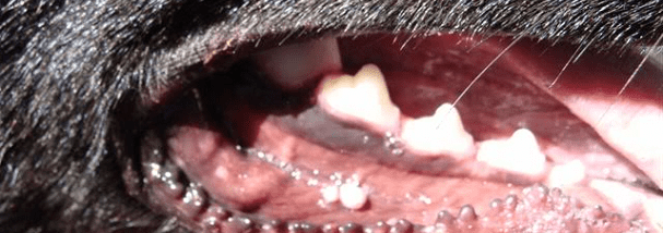 canine-papillomas-mouth