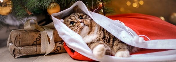 christmas-tabby-cat-under-tree