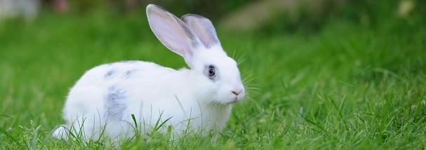 cute-bunny-in-grass