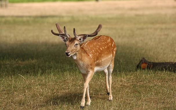 deer-bushy-park
