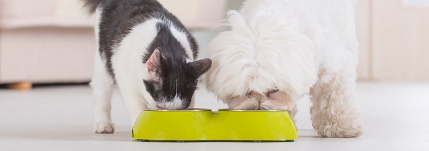 Policosanol (Triacontanol) manufacturer Policosanol (Triacontanol) manufacturer