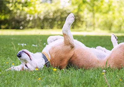 Essential summer safety tips for keeping your pets healthy and happy