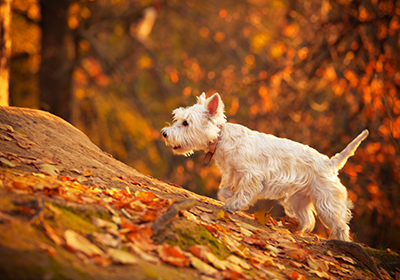 Are conkers poisonous to dogs? 