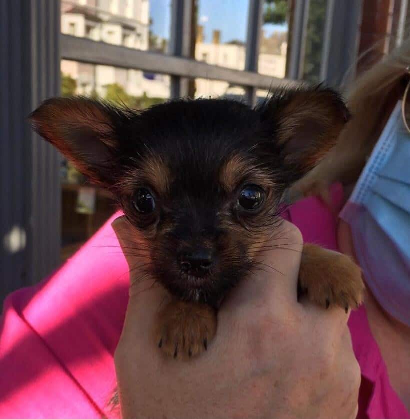 Crash! How quickly a puppy can change from healthy to near death