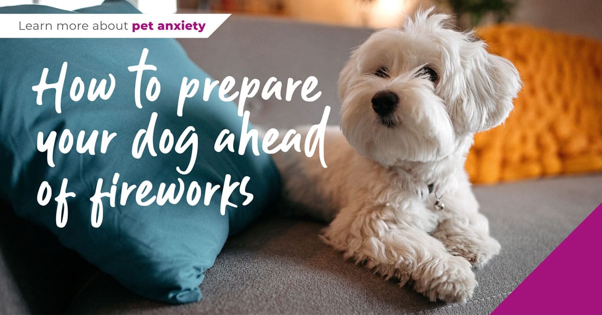 How to prepare your dog ahead of fireworks
