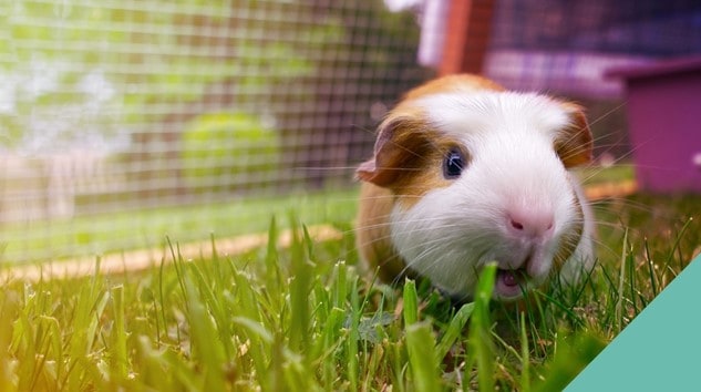Surbiton vets advice on guinea pig space requirements