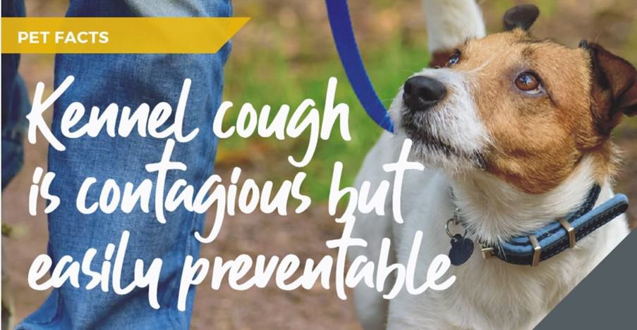 Surbiton Vets, Vet4Life, discuss Kennel cough myths and facts