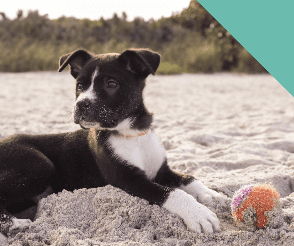 Going to the beach with your dog this summer?