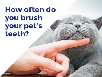 Tooth Brushing Guide for Small Animals