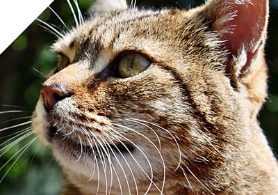 What is feline hypertension?