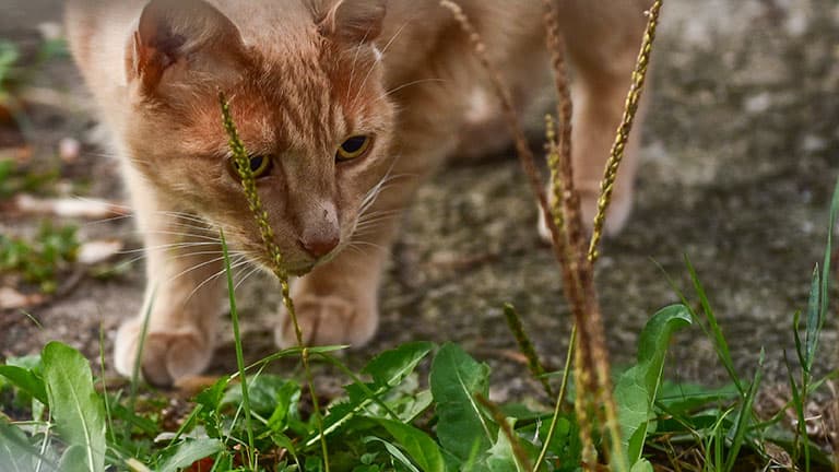 Lethal Antifreeze Warning Issued By Surrey Vets