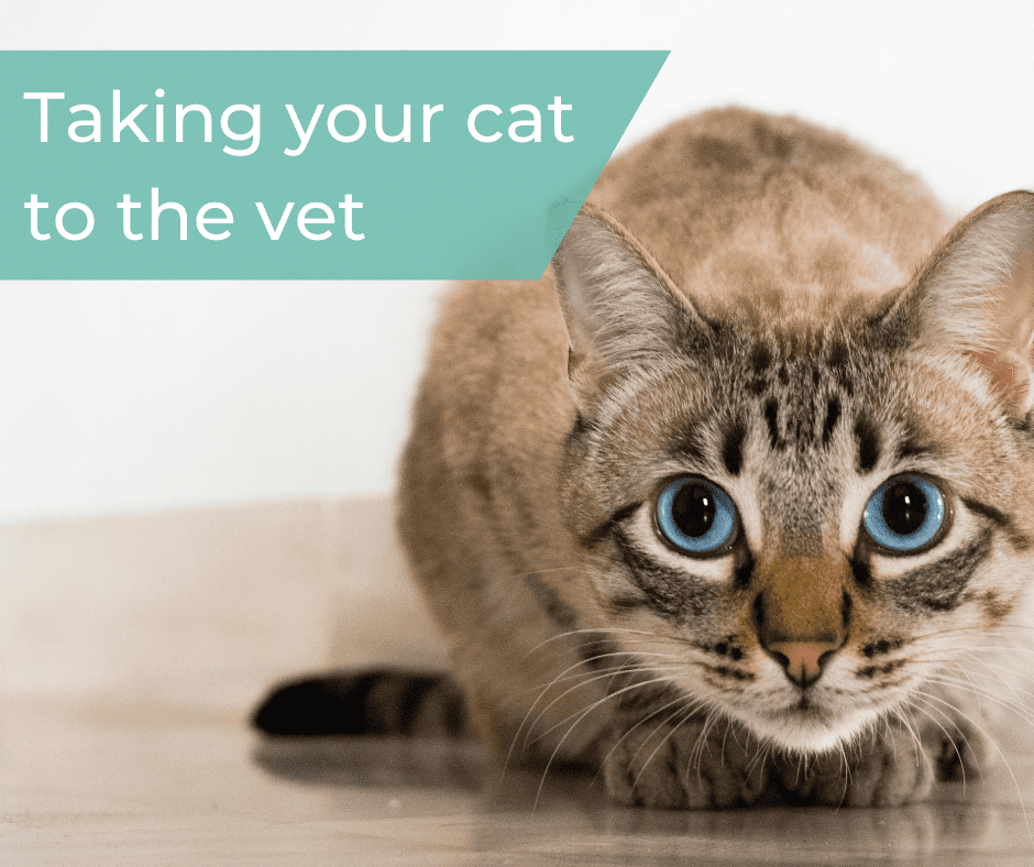 Taking your cat to the vets