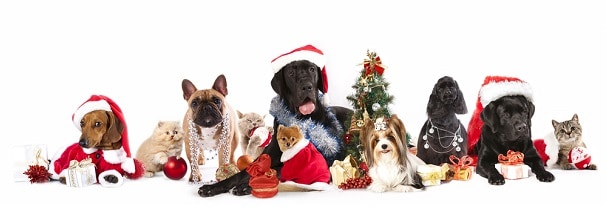 Top 10 tips to keep your pet healthy at Christmas