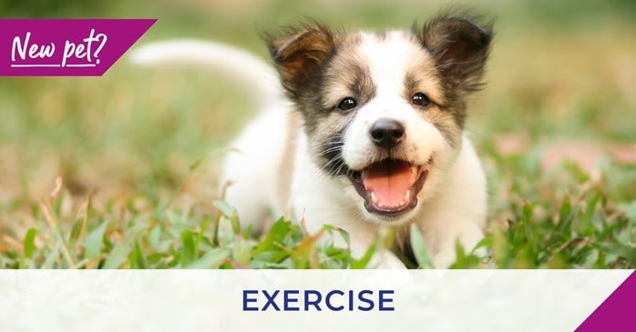 Teddington vets discuss exercising your puppy and kitten