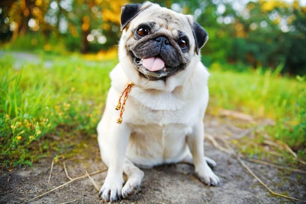 Brachycephalic Obstructive Airway Syndrome (BOAS)