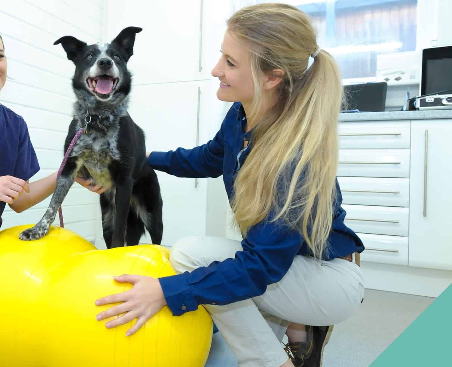 Senior Pets Physiotherapy