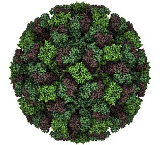 Feline calicivirus capsid. Causes a viral disease in cats. A vaccine exists. Atomic-level structure.