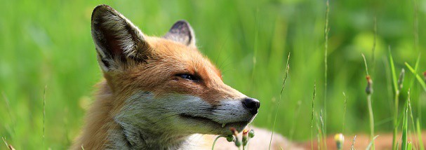 fox-in-grass