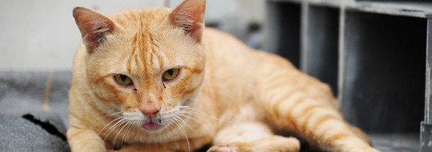 ginger-tom-cat