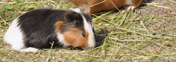 guinea-pig-eating-straw