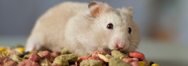 hamster-eating-dry-food