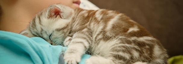 kitten-sleeping-on-child
