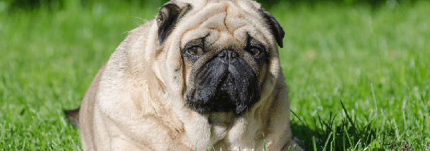 overweight-pug