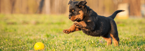 puppy-playing-ball