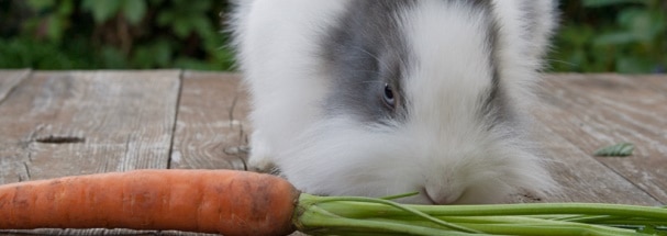 rabbit-eating
