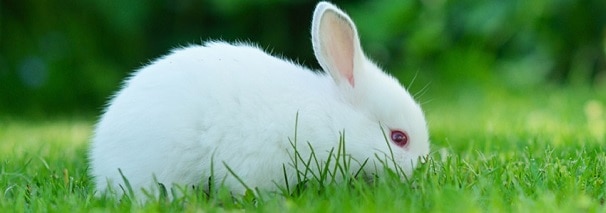 rabbit-in-grass