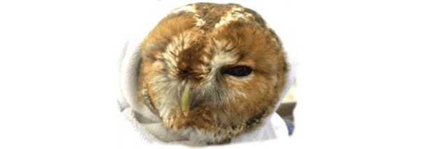 tawny-owl-poorly-eye