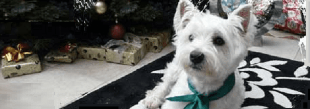 toby the west highland white terrier