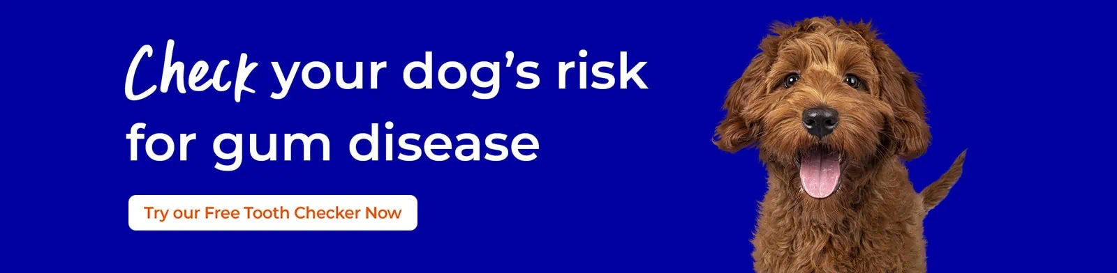 Dog Dental Care