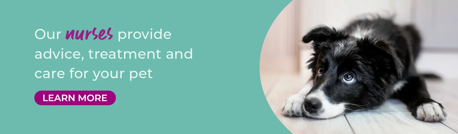 Dog Pet Health for Life Plan