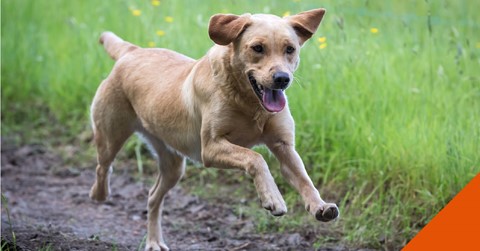 How to help your itchy dog in Teddington