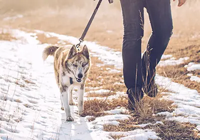 Festive Food for Pets: Do’s and Don’ts 